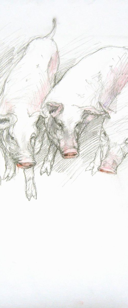 Pigs by Goran Žigolić Watercolors