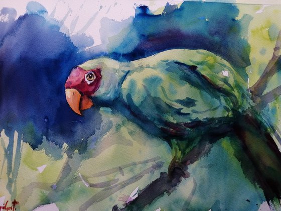 parrot 13