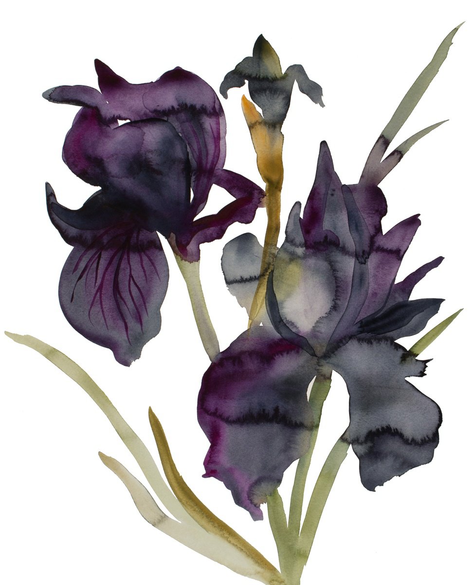 Expressive Botanical Watercolour By Elizabeth Becker, 16 X 20, Iris No. 202, Original Artwork