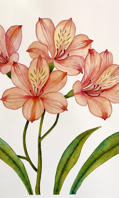 Alstroemeria. Peruvian Lily by Yuliia Malkina Bohuslavska