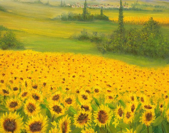 Sunrise on sunflowers