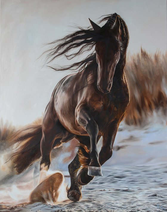 A sunbeam paints a black beautiful horse.