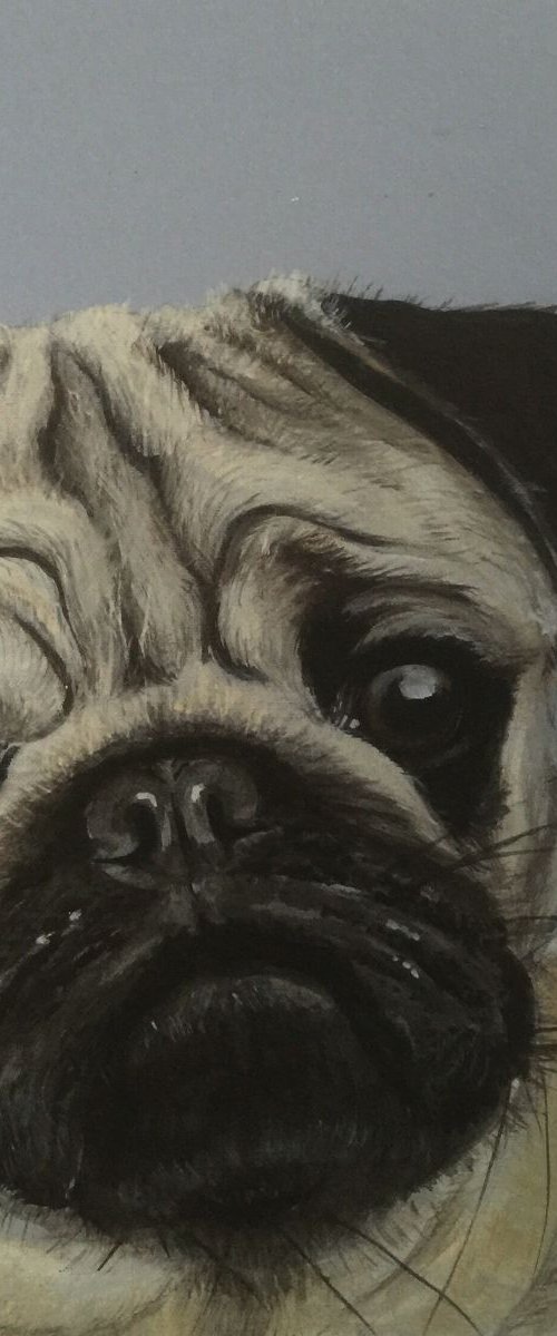 Pug by Amanda Lakin Art