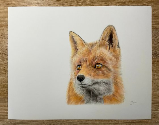Realistic fox drawing