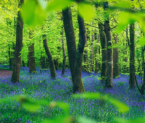 Bluebell Panorama with Trees by Paul Nash