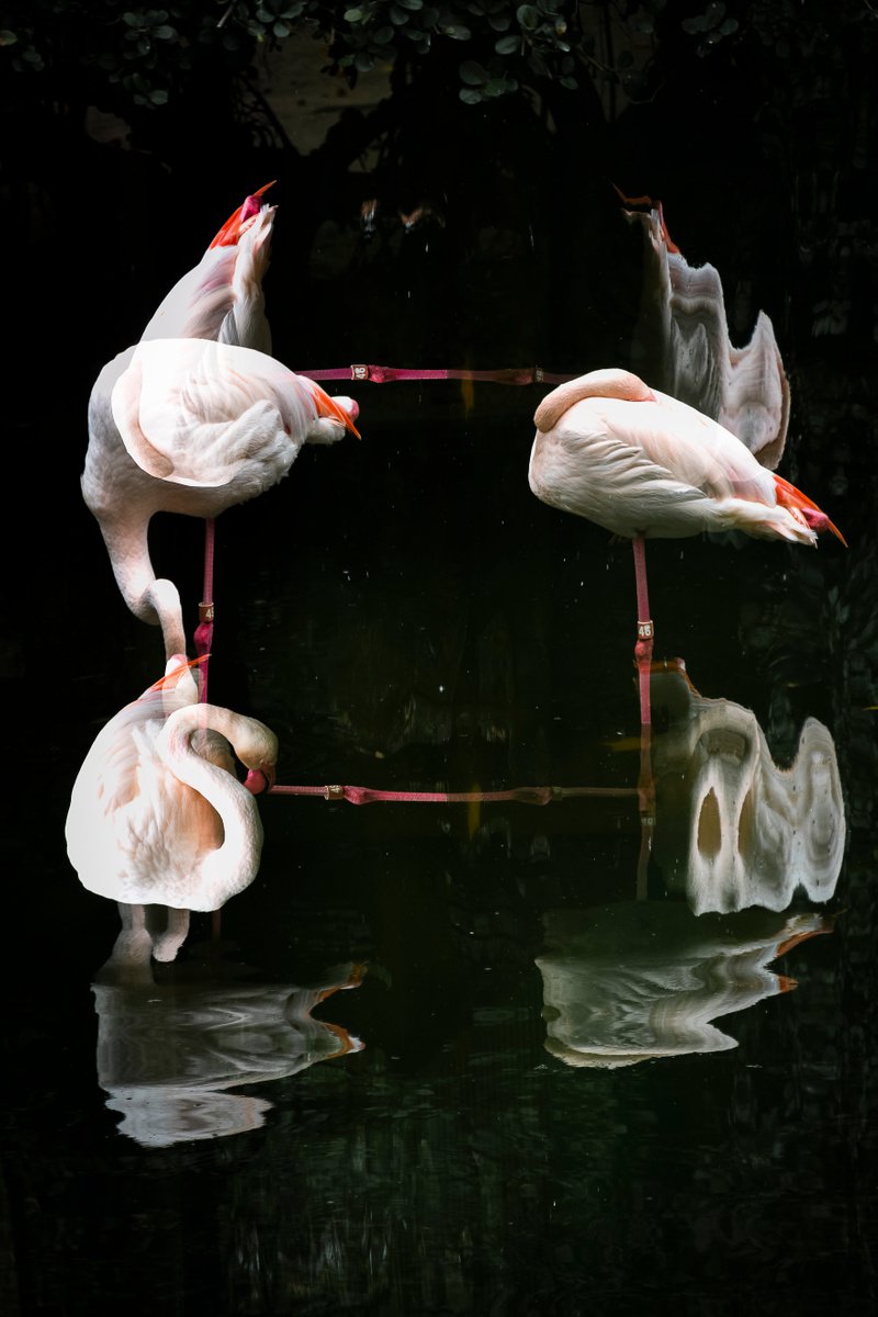 Flamingoswirl by Sergio Capuzzimati