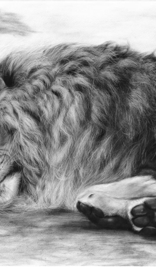 Resting Lion by Danguole Serstinskaja
