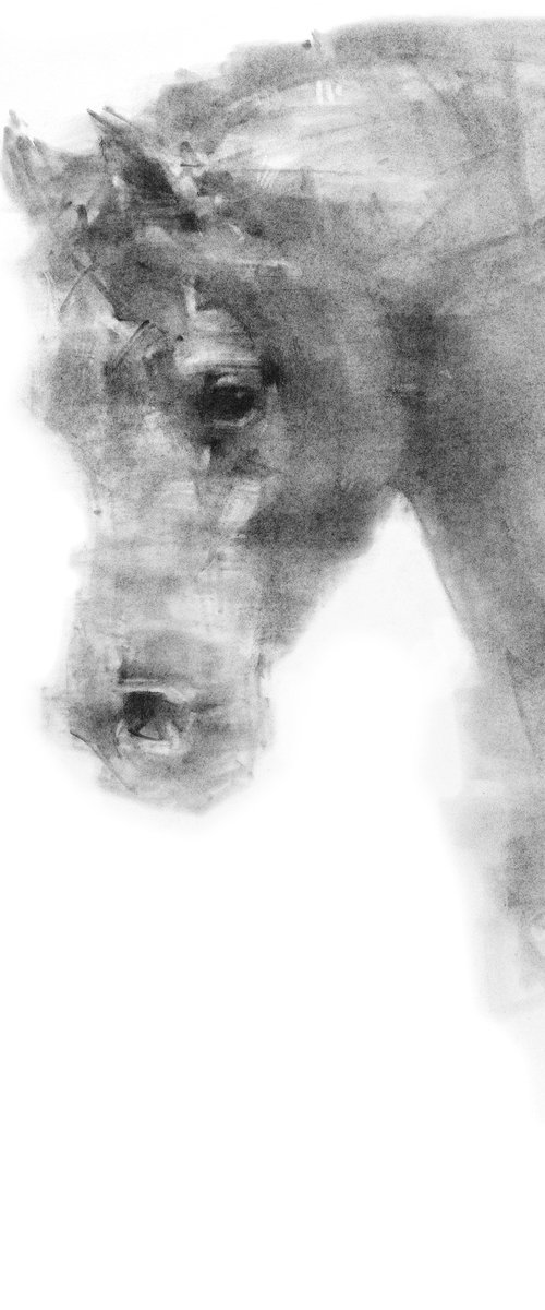 horse portrait by Tianyin Wang