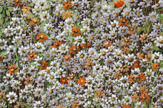 Relax, it's daisy time