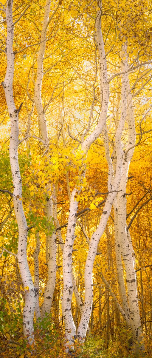 Golden Trees #2 - Limited Edition by Francesco Carucci