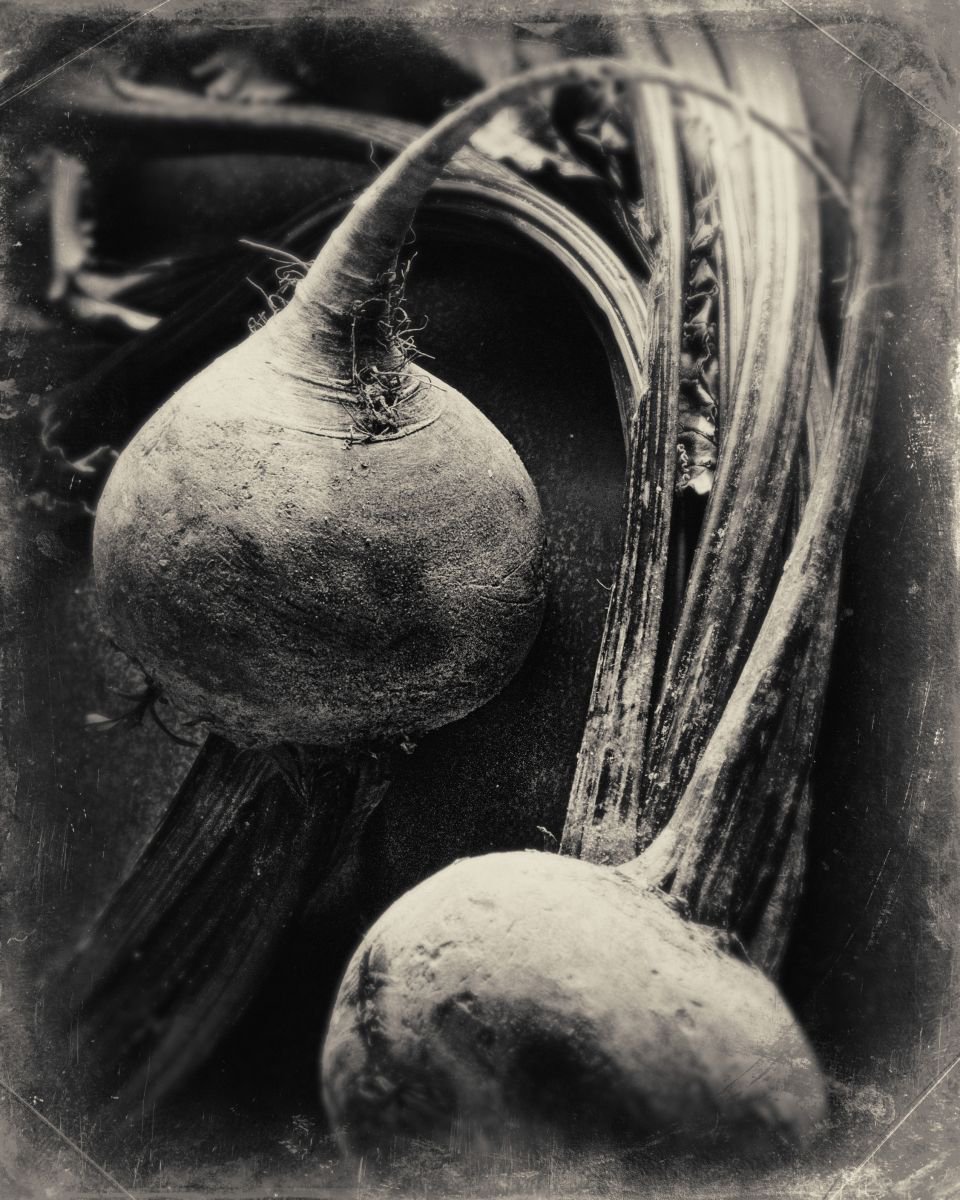 Photorealistic Still Life Photograph By Robert Tolchin, 16 X 20", Two Beets, Original Artwork