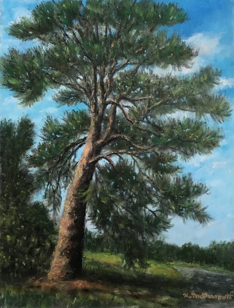 The OLD RUGGED PINE - oil 13X10 by Kathleen McDermott