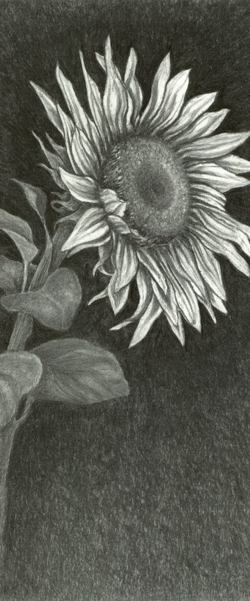 JUST A SUNFLOWER by Nives Palmić