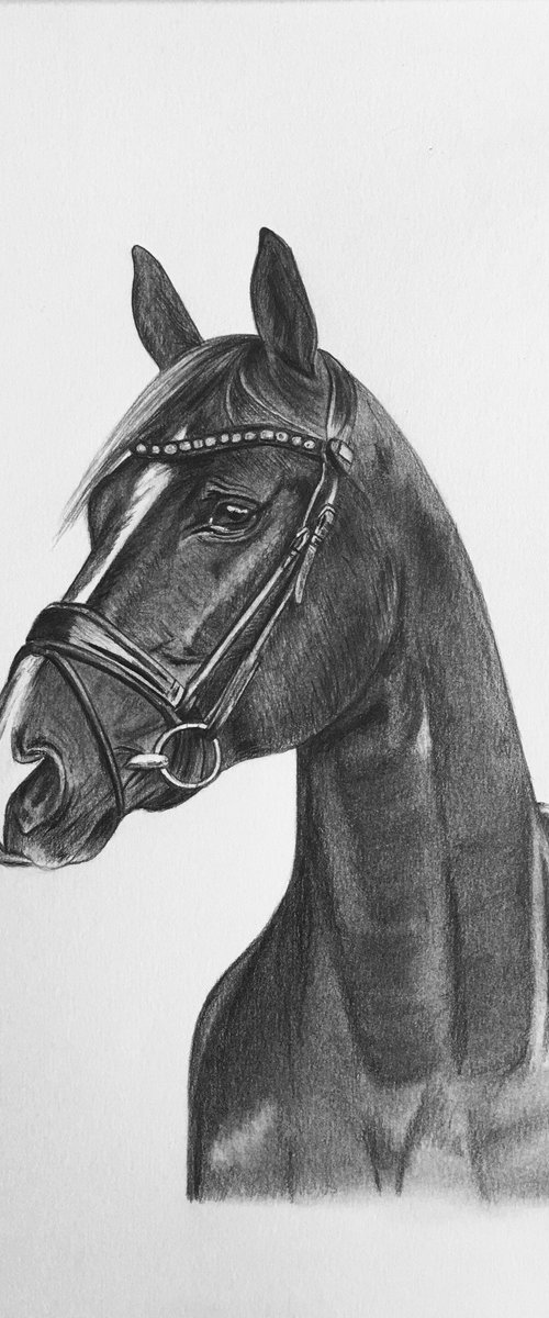 Horse by Amelia Taylor