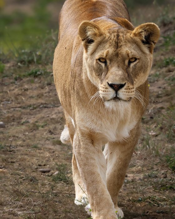 Queen of the wild