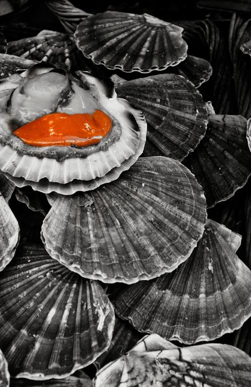 Scallops by Ron Colbroth