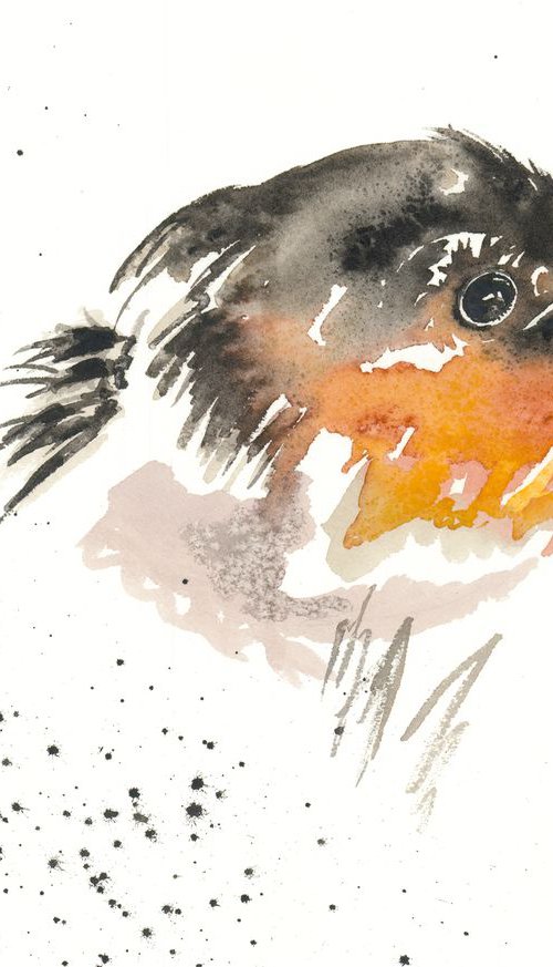 Robin by Nicola Colbran