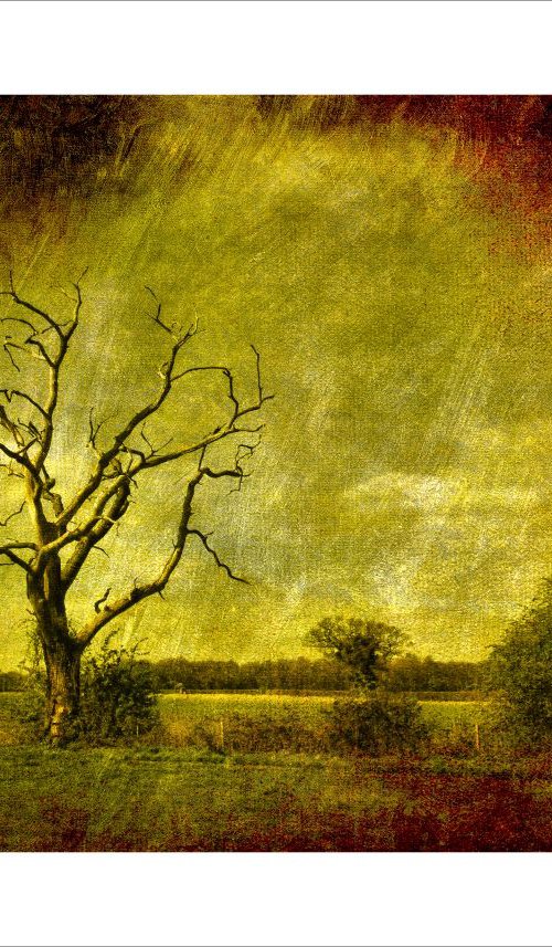 Dead tree landscape by Martin  Fry