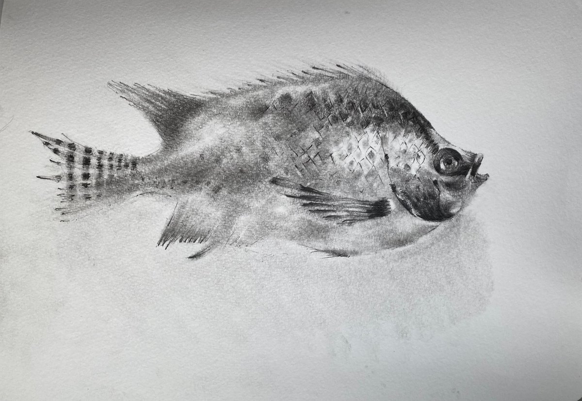 Sunfish by Paul Mitchell