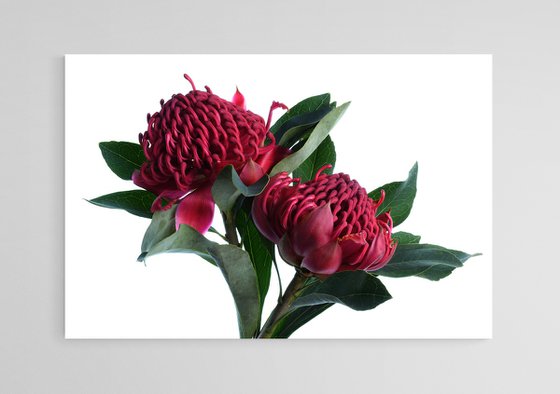 Red Waratahs