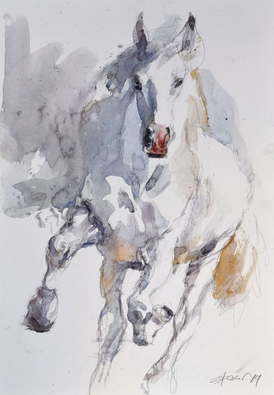 Horse in run study 2