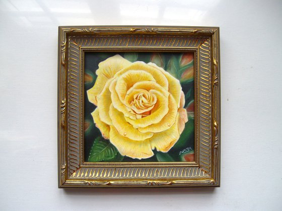 Rose in the Garden