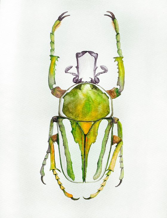 Rhamphorrhina bertolonii Lucas, beetle in the sun's rays in bright yellow green colour 2
