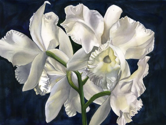 white cattleya orchid with blue