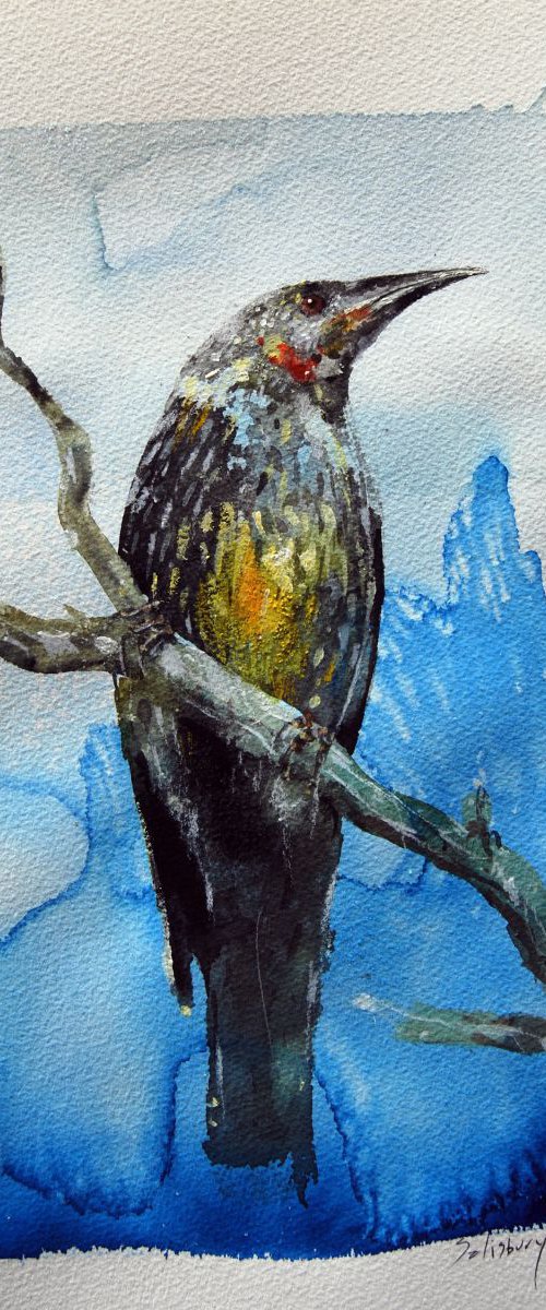 red wattlebird by Trevor Salisbury