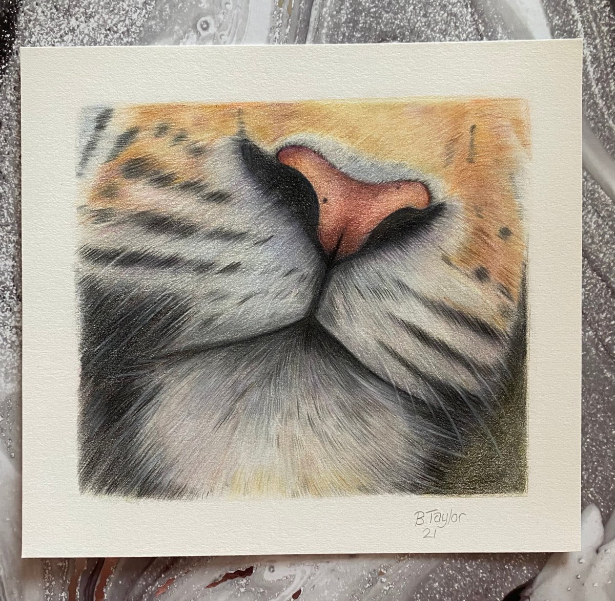 Tiger nose study by Bethany Taylor