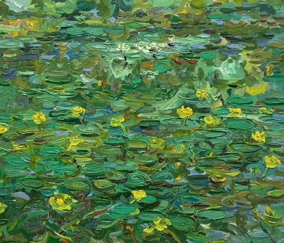 WATER LILIES. POND