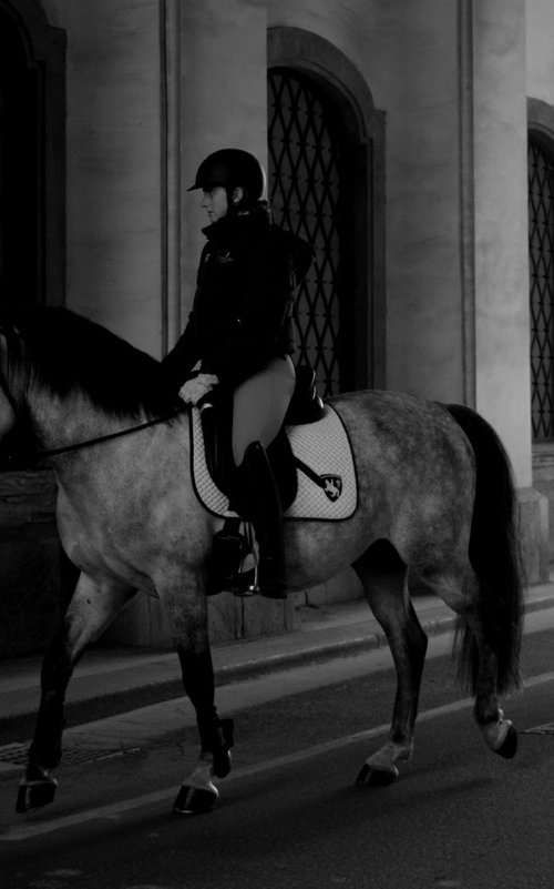 Lipizzan Stallion In Vienna by Jo Tuck