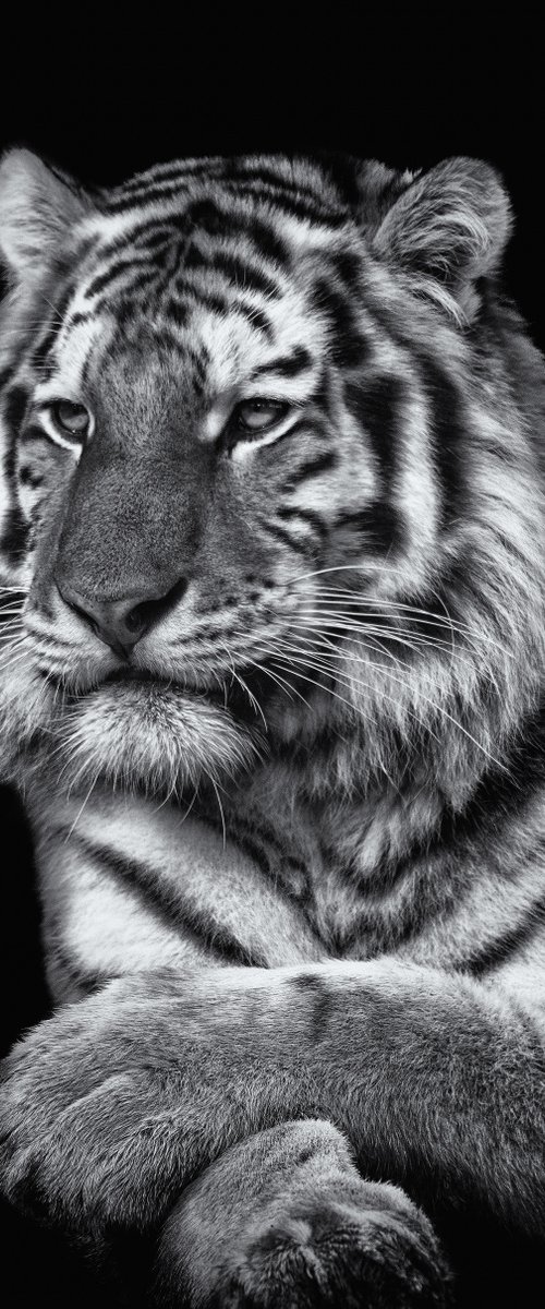 Tiger Tiger by Paul Nash
