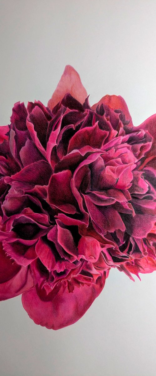 Pink Bloom by Rebecca Meneghini