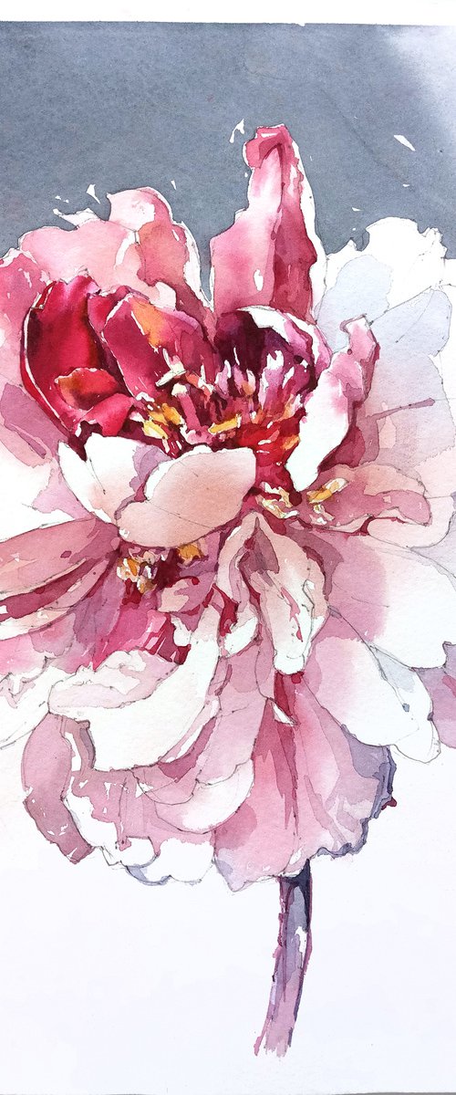 Fantasy flower "Peony on a gray background" original botanical watercolor square format by Ksenia Selianko