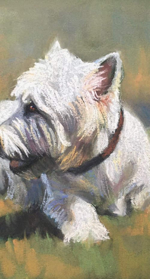Westie Waiting by Lorna Lancaster ASEA