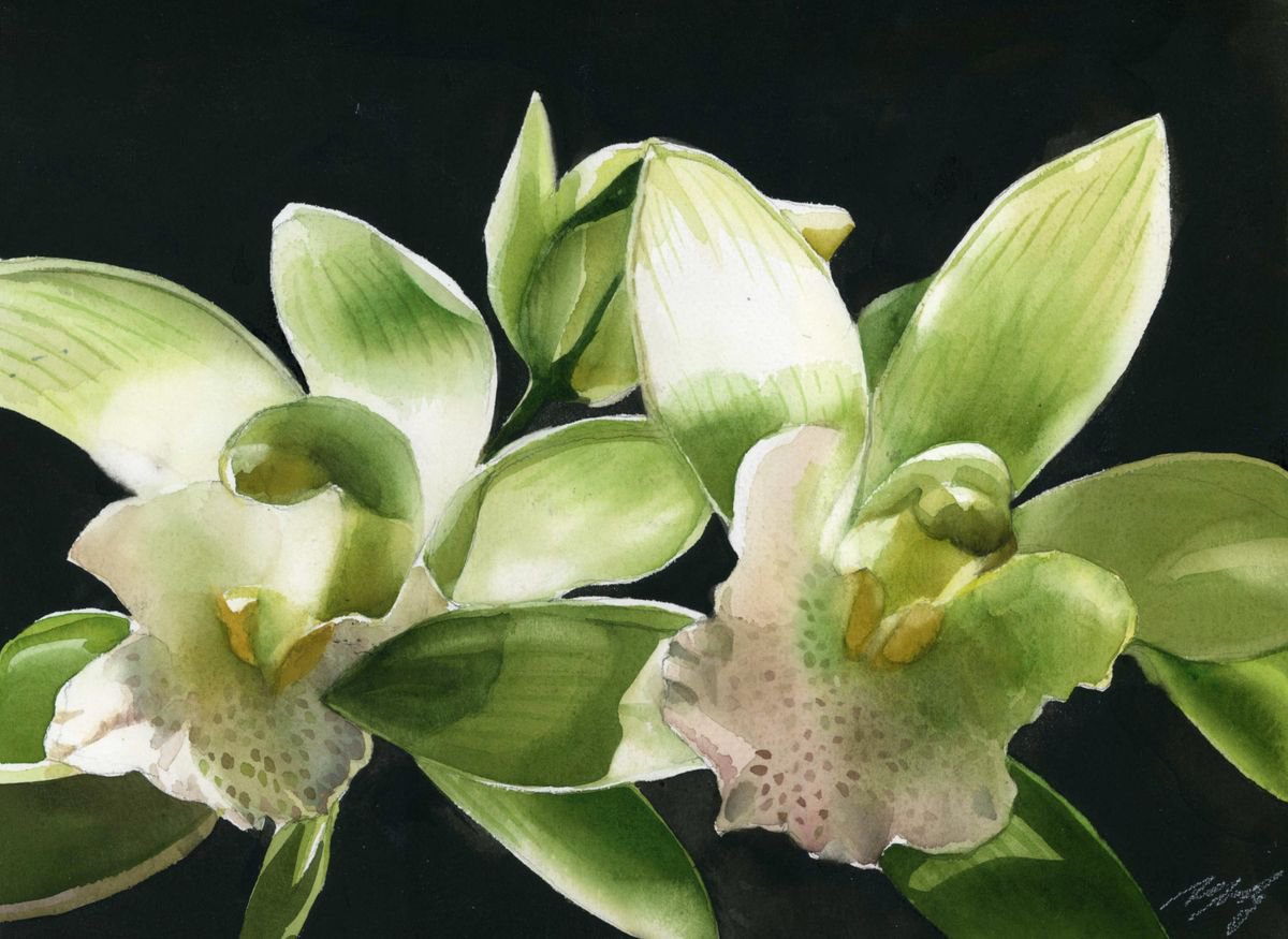 celadon green orchid by Alfred Ng