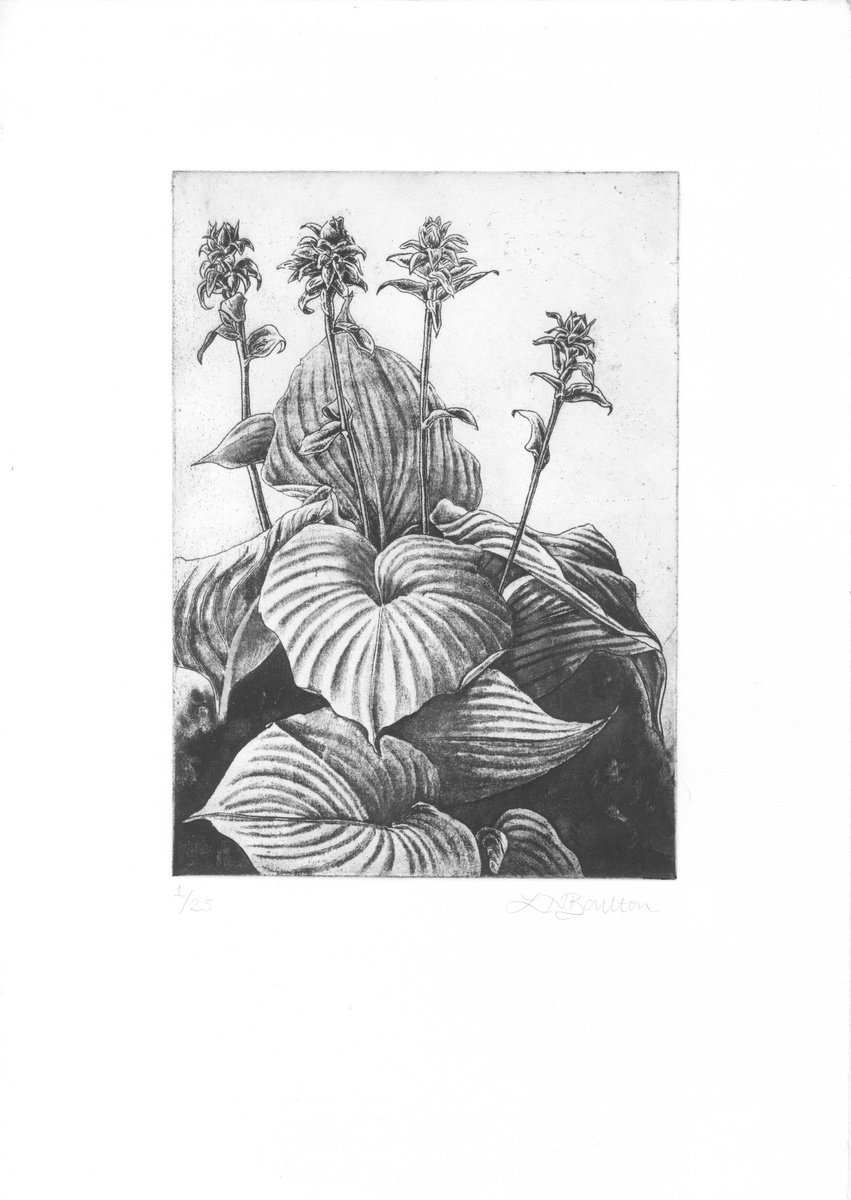 Illustrative Botanical Etchings & Engravings By Louise Boulton, 10 X 14", Hostas, Original Artwork