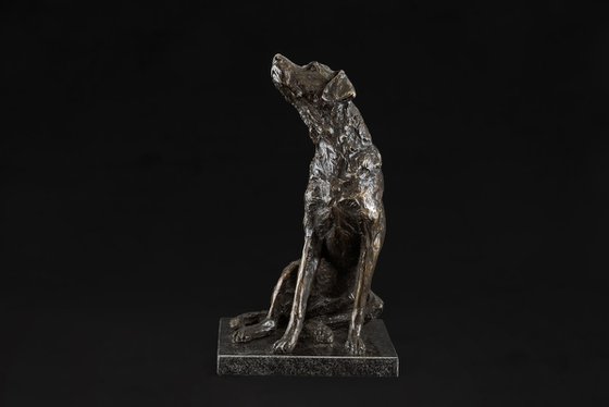 "Affection"Labrador Foundry Br