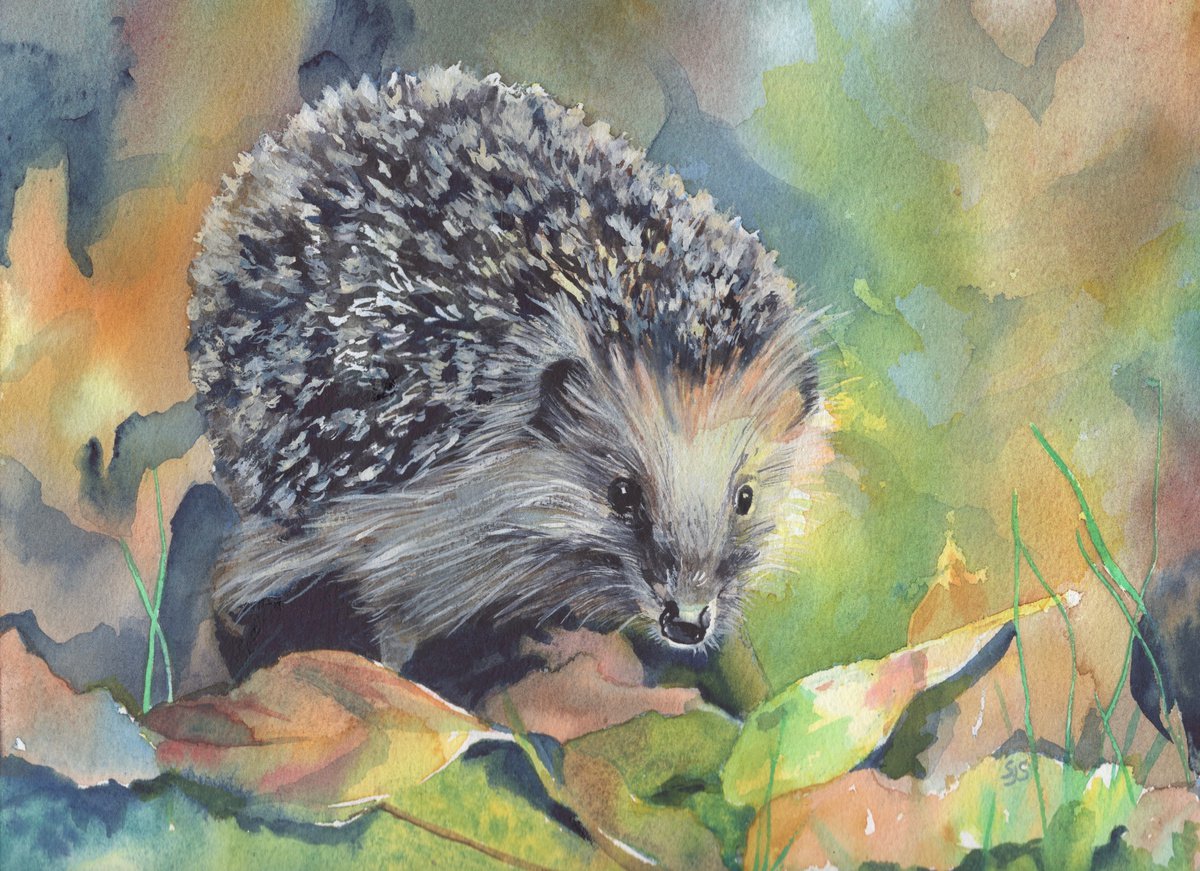 Hedgehog by Sarah Stowe