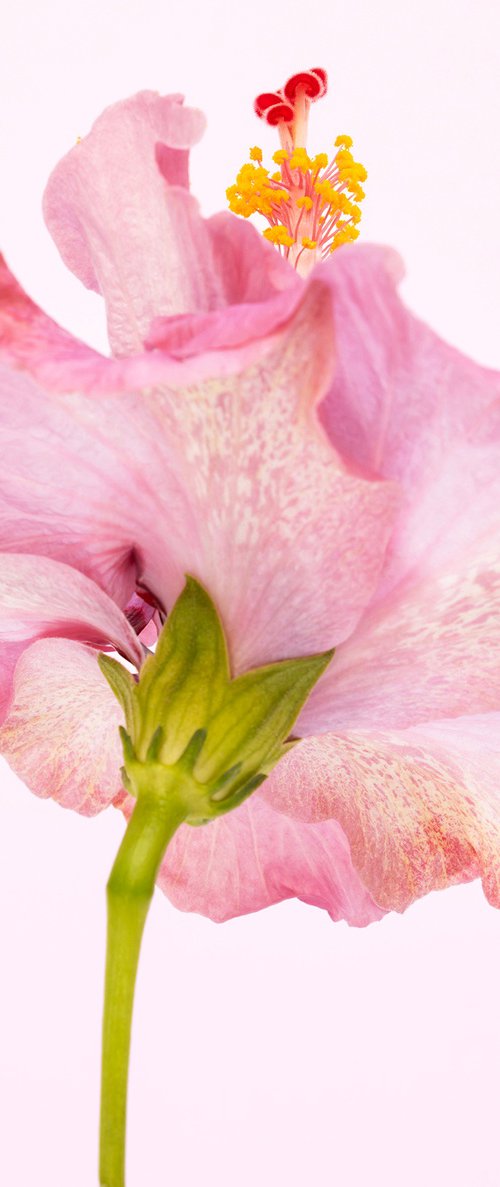 PINK TWIRLING HIBISCUS by Andrew Lever