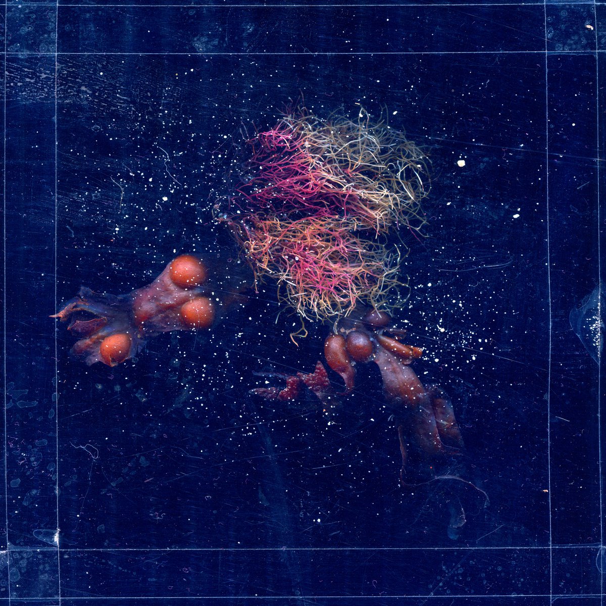 algae and crabs 3 by Jochim Lichtenberger