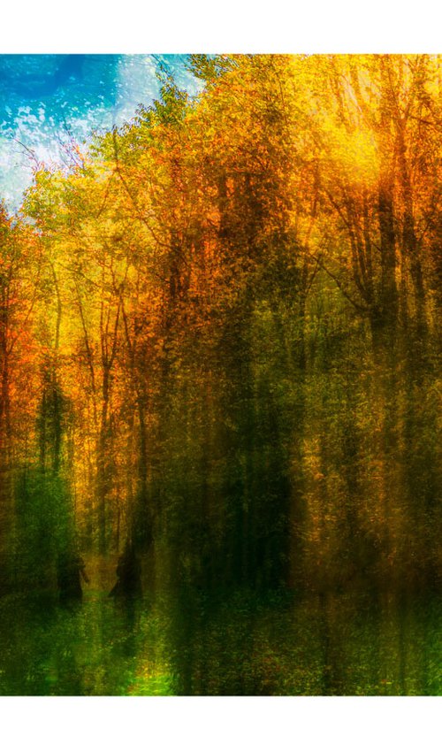 Nature Vibrations - Walking In The Woods. Limited Edition 1/50 15x10 inch Photographic Print by Graham Briggs