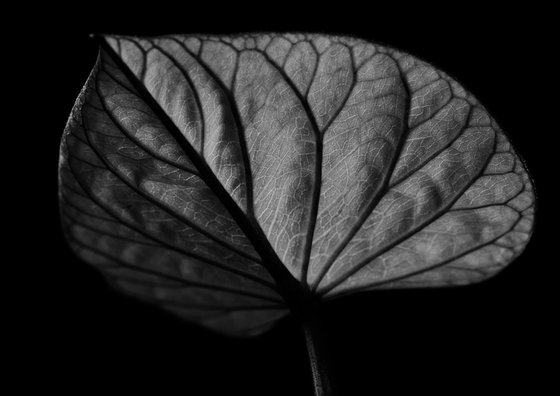 Leaf Veins XI [Framed; also available unframed]
