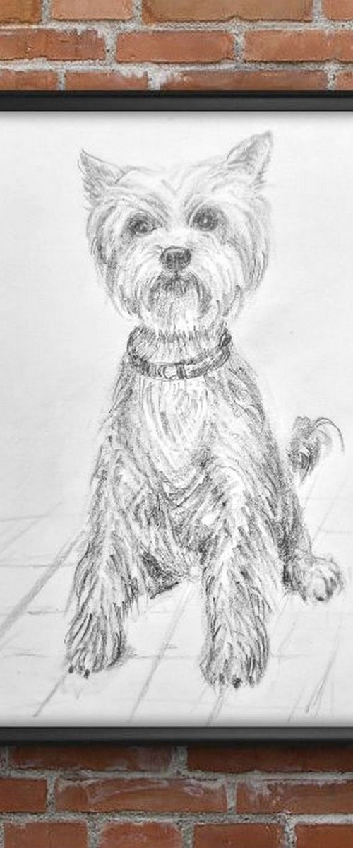 Yorkshire Terrier Pet Dog sketch by Asha Shenoy
