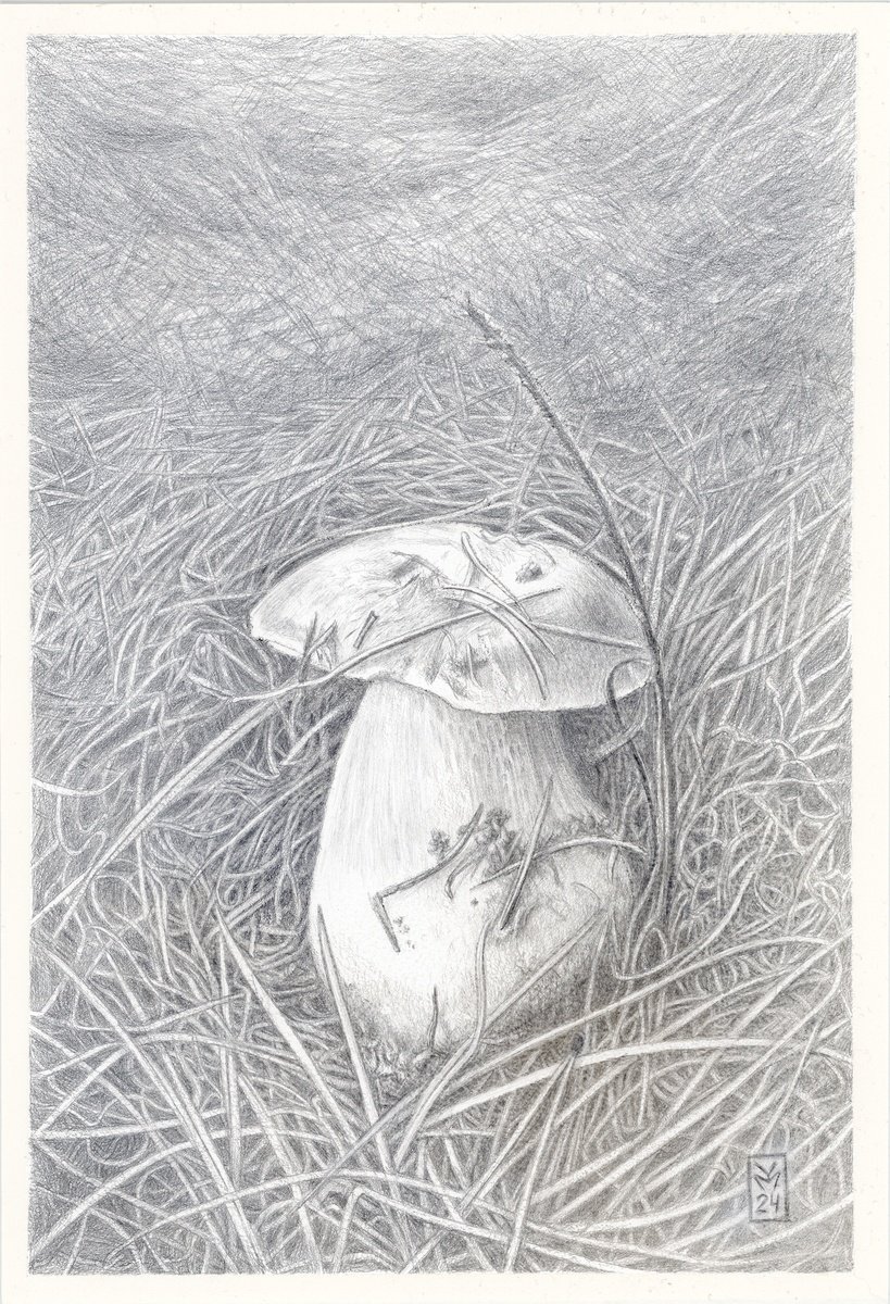 Graphic Botanical Drawing By Yuliia Moiseieva, 7 X 11", Porcini Mushroom, Original Artwork