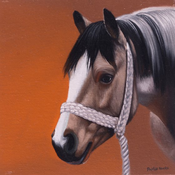 Horse Portrait 50