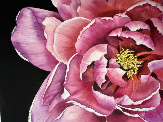 Midnight Peony