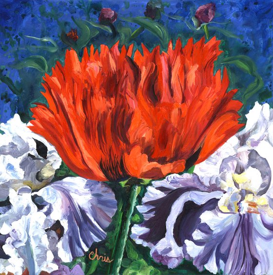 "Turkenlouis" Orange Poppy with Irises