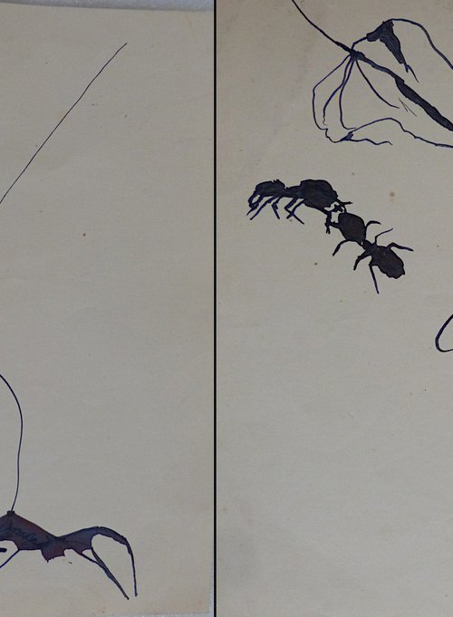 Study of insects, diptych 22x25 cm by Frederic Belaubre